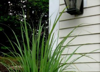 7 Spices to Defend Against Mosquitoes and Increase Well-being During Dengue Fever Season