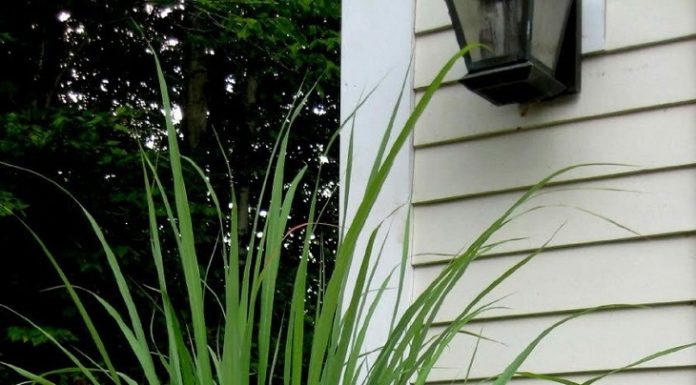 7 Spices to Defend Against Mosquitoes and Increase Well-being During Dengue Fever Season