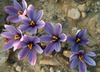 Identifying Authentic Saffron and Understanding its Cost