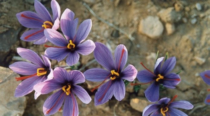 Identifying Authentic Saffron and Understanding its Cost