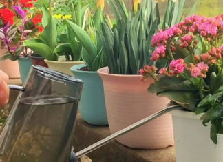 Hard Soil Turns Soft, Add This Pill to Soften the Soil Like Bread, Flowers Last Longer