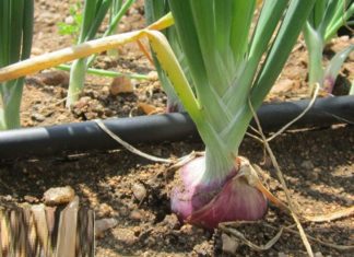 Delicious and Healthy Diabetes-Friendly Root Vegetable