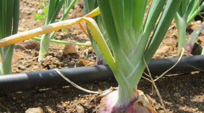 Delicious and Healthy Diabetes-Friendly Root Vegetable