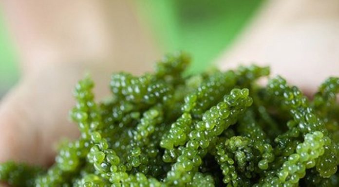Who should not consume seaweed?