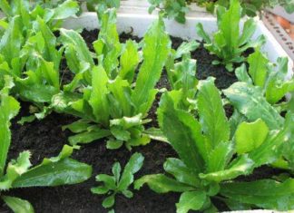 Planting Vietnamese Coriander This Way, Sisters Celebrate a Bountiful 20-day Harvest of Fresh Green Herbs