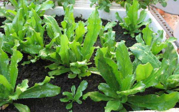 Planting Vietnamese Coriander This Way, Sisters Celebrate a Bountiful 20-day Harvest of Fresh Green Herbs