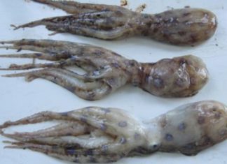 Alert: Blue-Ringed Octopus Poisoning May Pose Threats to Health