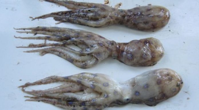 Alert: Blue-Ringed Octopus Poisoning May Pose Threats to Health