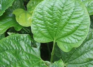 Pain Relief from Guise Leaves Antidote Found