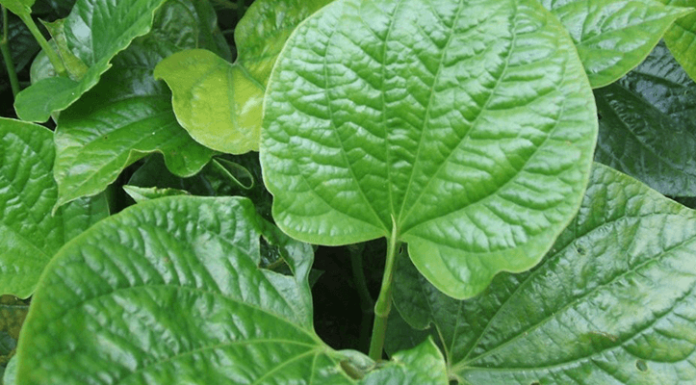 Pain Relief from Guise Leaves Antidote Found