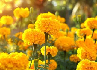 9 Natural Remedies for Healing Using Chamomile Flowers