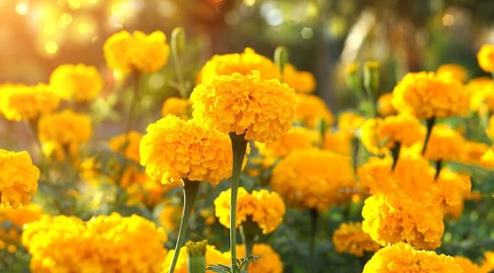 9 Natural Remedies for Healing Using Chamomile Flowers