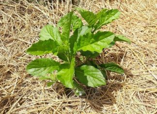 Heavenly Remedies: Powerful Herbal Treatments for Various Ailments