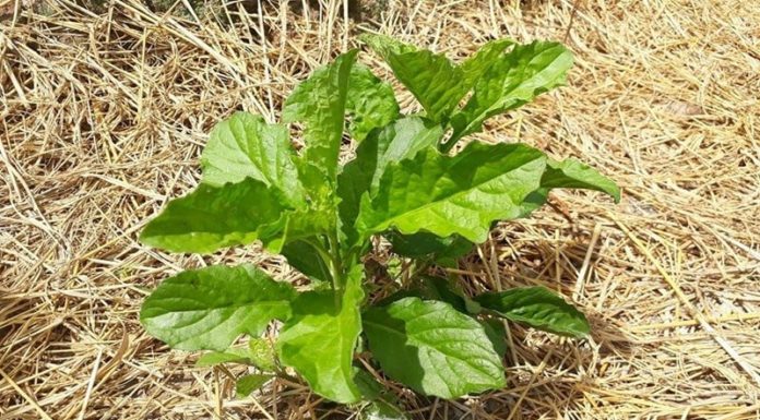 Heavenly Remedies: Powerful Herbal Treatments for Various Ailments