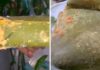 Should You Consume Chung Cake That Has Been Left Out Over Tet Despite Mold on the Leaves and Surface?