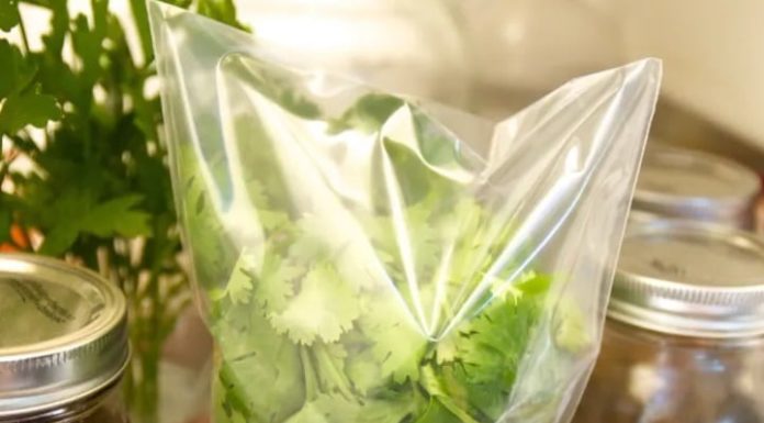 How to Keep Cilantro Fresh for 3 Months: Follow This Method for Fresh and Delicious Cilantro Every Time