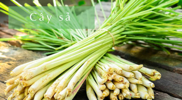 Uncovering the Benefits of Using Lemongrass Oil for Anti-Dandruff Treatment