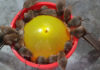 Rats Trapped Simultaneously with Balloon, Plastic Bucket and Bait