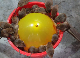Rats Trapped Simultaneously with Balloon, Plastic Bucket and Bait