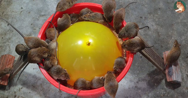 Rats Trapped Simultaneously with Balloon, Plastic Bucket and Bait