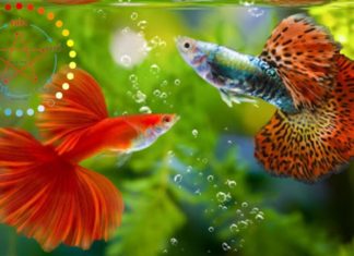 Can Fire Zodiac Sign People Keep Pet Fish without Conflict?