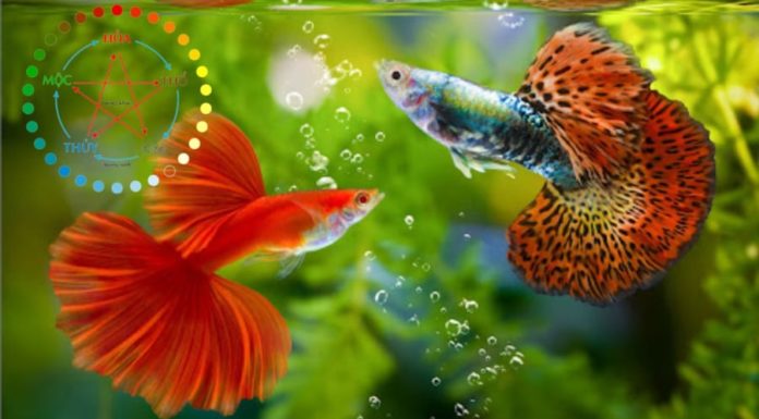 Can Fire Zodiac Sign People Keep Pet Fish without Conflict?