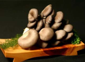 Ideas to Choose High-Quality, Nutrient-Rich Mushrooms for Optimal Health