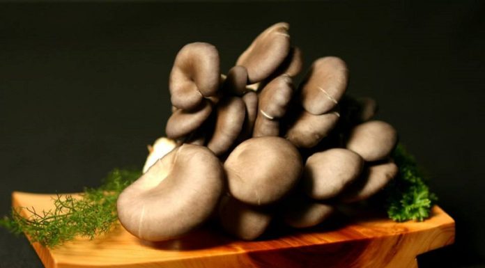 Ideas to Choose High-Quality, Nutrient-Rich Mushrooms for Optimal Health