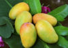 How to Select the Best Mangoes for a Tasty Treat