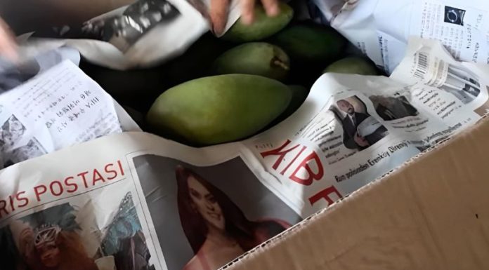 How to Accelerate the Ripening of Green Mangoes