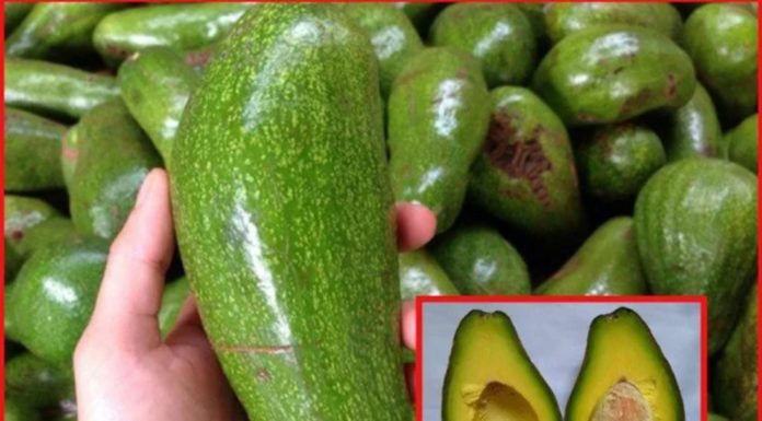 How to properly ripen and enhance the taste of wax apples