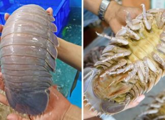 Exploring the High Value of Sea Urchins on the Market