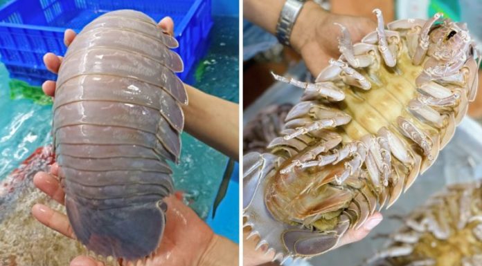 Exploring the High Value of Sea Urchins on the Market