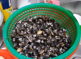Simple Solutions for Repairing Broken Clam Shells Quickly