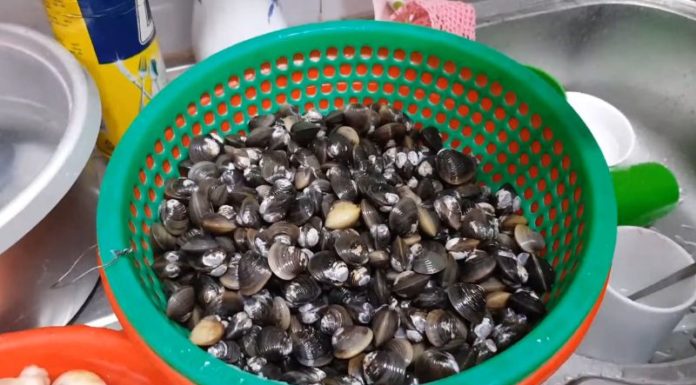 Simple Solutions for Repairing Broken Clam Shells Quickly