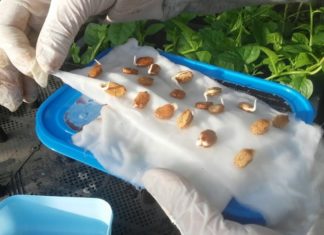 “7 Keys for Creating and Maintaining a Healthy and Lush Garden at Home”