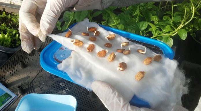 “7 Keys for Creating and Maintaining a Healthy and Lush Garden at Home”