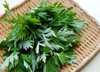 Exploring the Advantages of Using Wormwood to Combat Dandruff and Oily Hair