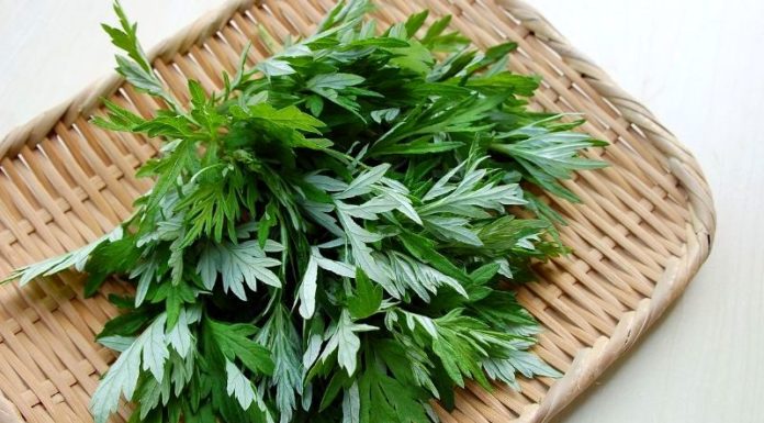 Exploring the Advantages of Using Wormwood to Combat Dandruff and Oily Hair