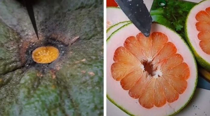 Developing Method to Calculate Number of Pomelo Segments Without Cutting the Whole Fruit