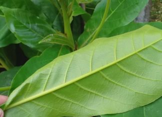 Exploring the Benefits of Phrynium Leaves for Seborrheic Dermatitis Relief