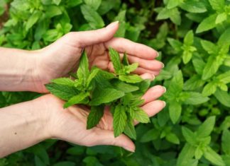 Four Home Remedies with Mint Leaves to Reduce Dark Circles