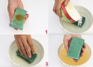 Surprising Benefits of Adding a Seashell to Saltwater Solution