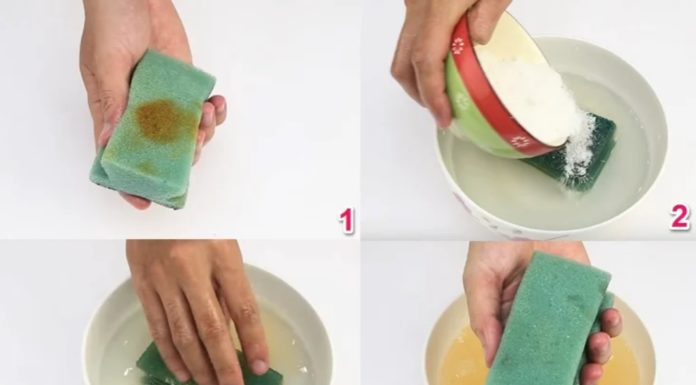 Surprising Benefits of Adding a Seashell to Saltwater Solution