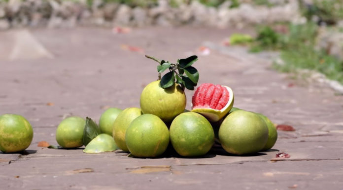 Should people with diabetes eat grapefruit?