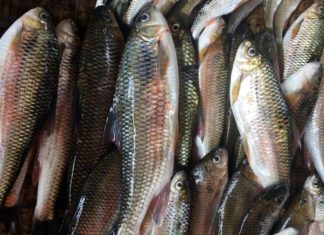 Who should not eat fish?