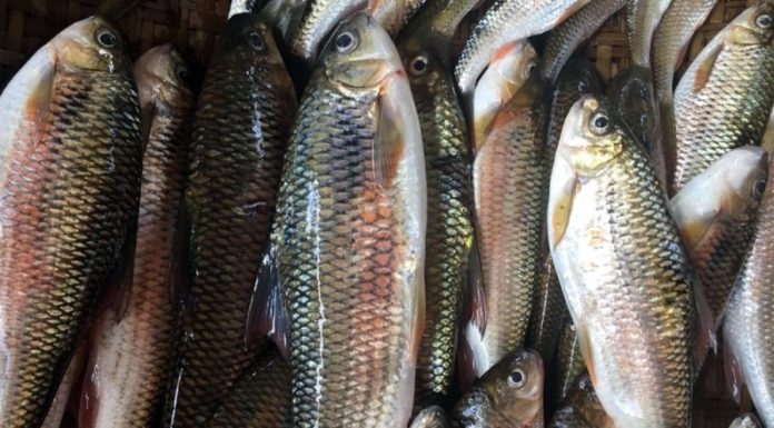 Who should not eat fish?