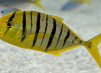 Gain Insight Into Cá Bè: Price, Vendors, and Tips for Selecting High Quality Fish