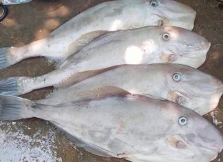 Explore Price and Quality When Buying Leatherhead Fish