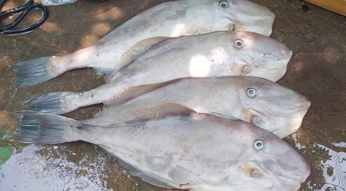 Explore Price and Quality When Buying Leatherhead Fish